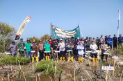 Cegah Abrasi, Ratusan Mangrove Ditanam di Pesisir Teluk Awur