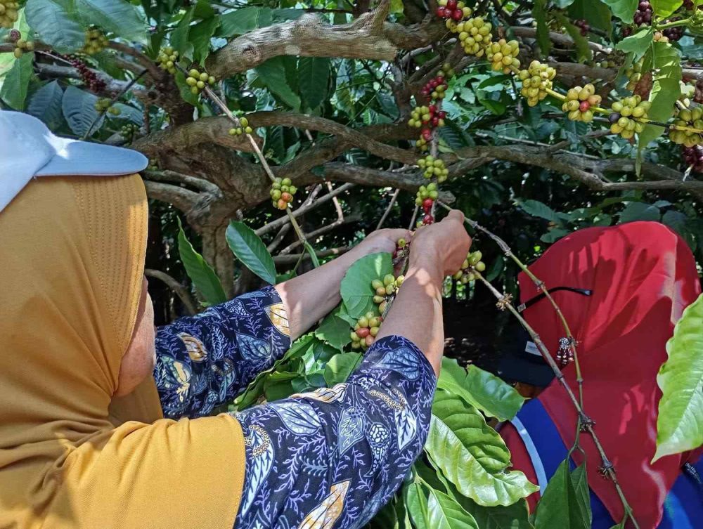 Minat Petani Jateng Budidayakan Tanaman Organik Makin Tinggi