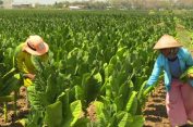 Kabar Baik bagi Petani Tembakau, Varietas Srumpung juga Diserap PT Sadana