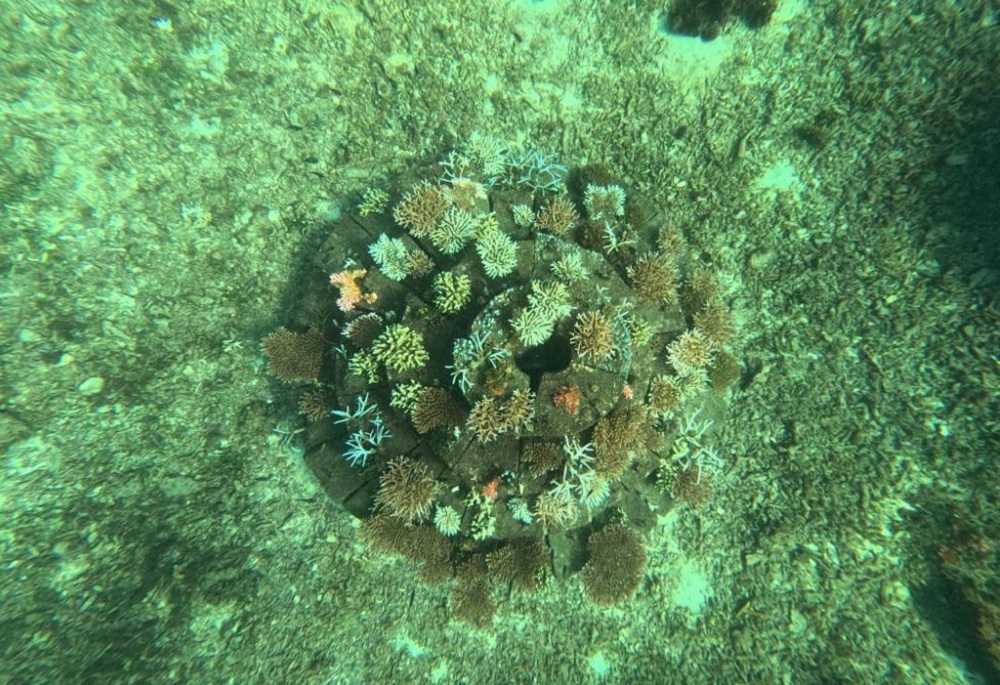 Konservasi Terumbu Karang, Upaya Selamatkan Biota Laut dari Penurunan Produksi