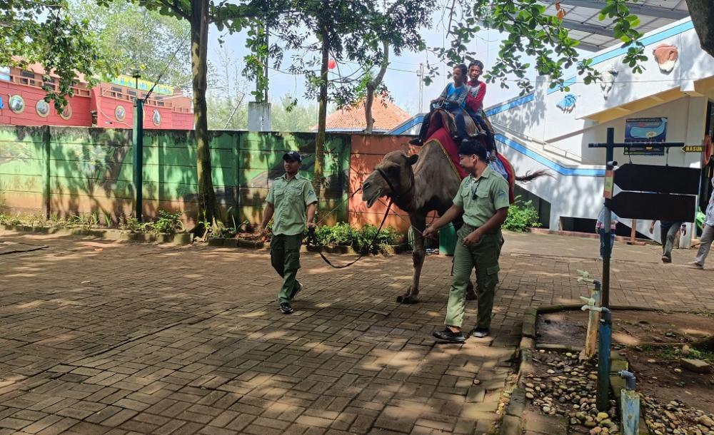 Tarian Hawaiian Bakal Hibur Pengunjung SBJ di Malam Pergantian Tahun