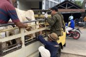 Cegah PMK, Dintanpan Rembang Perketat SOP di Pasar Hewan