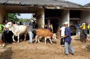 Kasus PMK di Rembang Tinggal 8 Ekor Sapi, Vaksinasi Terus Digenjot