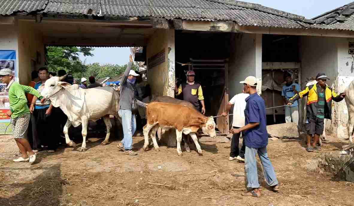 Kasus PMK di Rembang Tinggal 8 Ekor Sapi, Vaksinasi Terus Digenjot