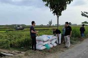 Perum BULOG Cabang Pati Serap Gabah Hasil Panen mengacu HPP Terbaru