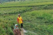 Ratusan Hektare Sawah di Rembang Terdampak Banjir, Tidak Ada Padi Puso