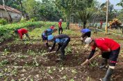 Sukses Panen Sawi, Warga Binaan Lapas Batang Kembali Tanam Bibit Sayuran