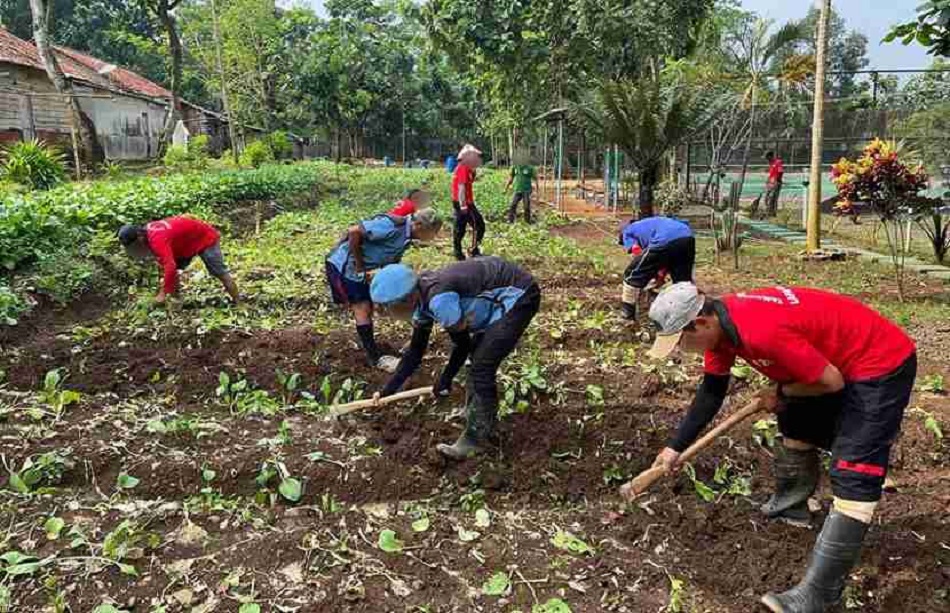 Sukses Panen Sawi, Warga Binaan Lapas Batang Kembali Tanam Bibit Sayuran