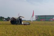 Panen Raya Serentak, Bulog: Pati Penyumbang Serapan Gabah Terbanyak Kedua Se-Jateng