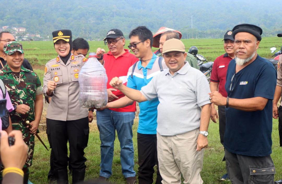 Puluhan Hektare Sawah Puso, Bupati Semarang Pimpin Gropyokan Tikus
