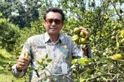 Asyiknya Petik Jeruk Sendiri di Agrowisata Clapar Batang