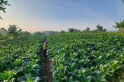 Kemarau Basah Masih Melanda, Petani Tembakau Diminta Waspadai Genangan Air