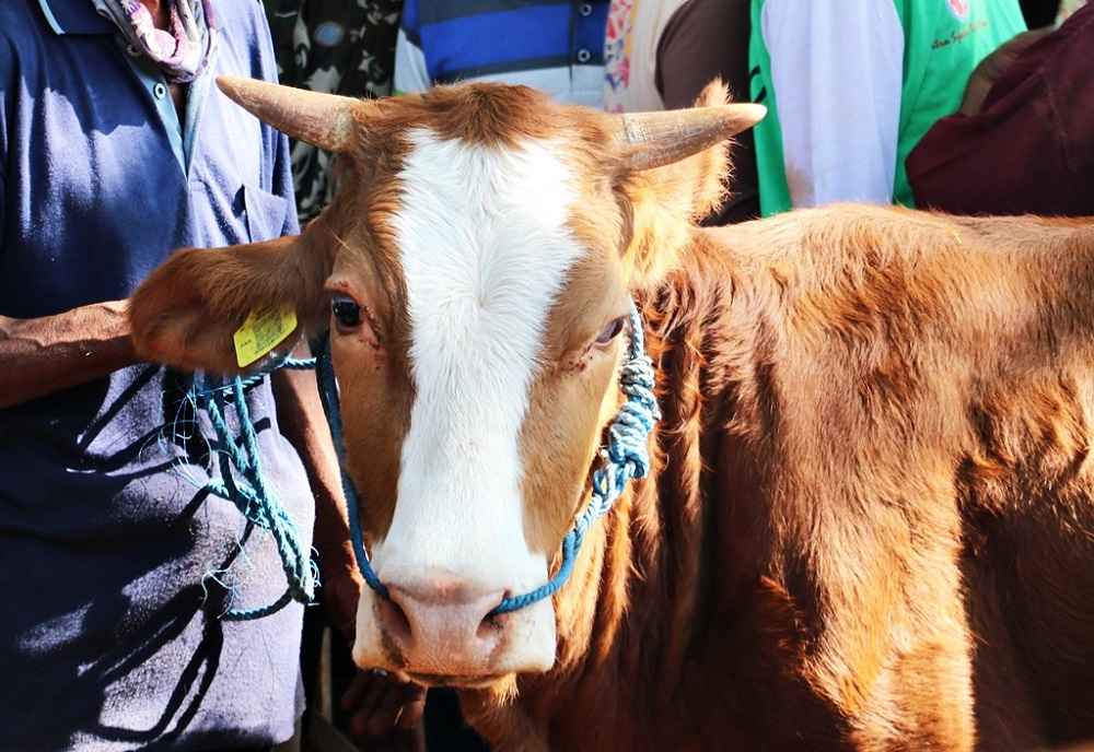 Bulan September, 20 Ekor Ternak Terinfeksi PMK Selama Dua Pekan