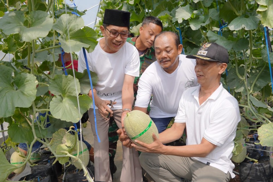 Sragen Panen Perdana Melon “The Blues”, Dukung Program MBG