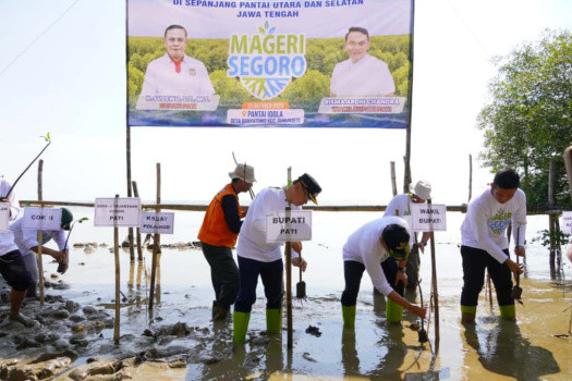 Bupati Sudewo Tanam Ribuan Mangrove di Pesisir Utara, Dukung Program “Mageri Segoro” Gubernur Jateng