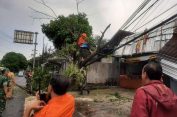 Gerak Cepat Pemkot Salatiga Tangani Dampak Angin Kencang