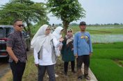 Pemkab Jepara dan BRIN Tinjau Lahan Biosalin Persiapan Farm Field Day 2025