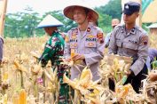 Dorong Ketahanan Pangan, Polres Jepara Gelar Panen Raya Jagung Kuartal I Tahun 2026