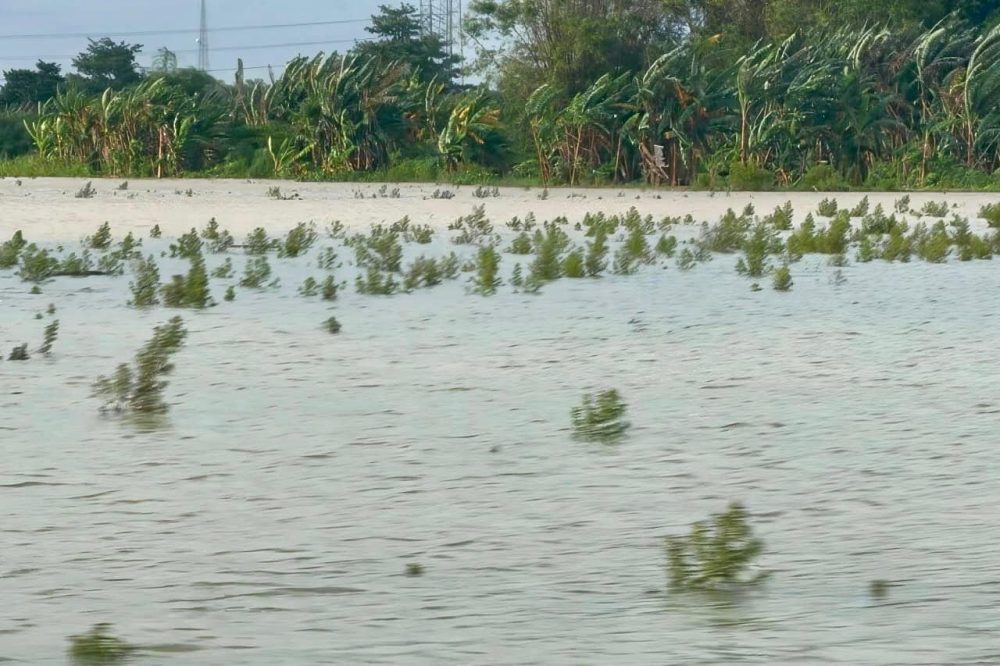 Kabar Gembira! Klaim Asuransi Petani Jateng Sebentar Lagi Cair