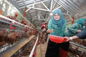 Tinjau Peternakan Ayam di Kudus, Nawal Yasin Dukung Program Penguatan Ketahanan Pangan