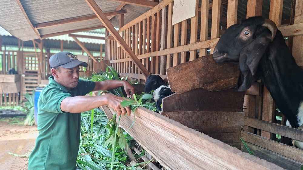 Kambing Jawa Randu Jepara Penghasil Cuan yang Bikin Candu